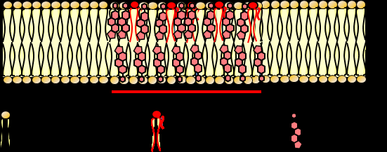 Diagram of membrane components: phospholipids, glycolipids, cholesterol, proteins