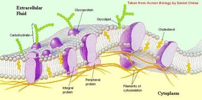 Plasma membrane with labeled proteins and carbohydrates