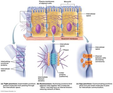 Diagram of tight junctions, desmosomes, and gap junctions