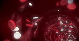 White blood cells and red blood cells in circulation