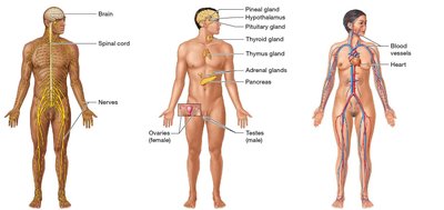 Urinary and reproductive systems