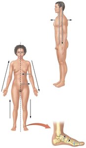 Directional terms diagram