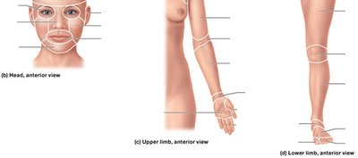 Head, upper limb, and lower limb regions
