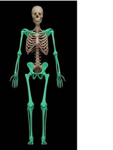 Full skeleton with appendicular skeleton highlighted