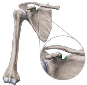 Scapula scapular notch highlighted
