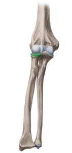 Humerus highlighted in skeleton