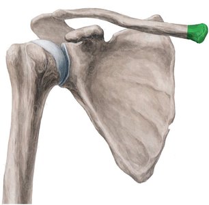 Clavicle acromial end highlighted