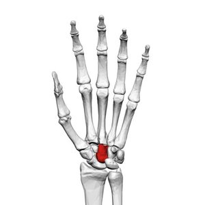 Ulna highlighted in skeleton