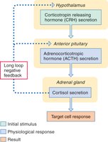 Regulation of cortisol release