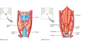 Thyroid gland location