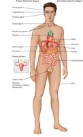 Thymus location