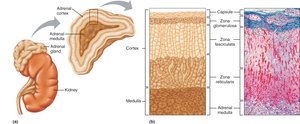 Adrenal medulla and catecholamine secretion