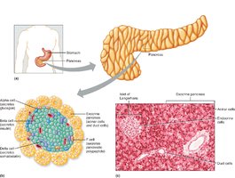 Islets of Langerhans cell types and functions