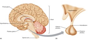Hypothalamus and pituitary gland anatomical relationship
