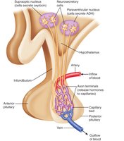 Neural connection between hypothalamus and posterior pituitary