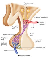 Hypothalamic-pituitary portal system