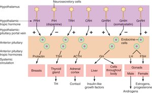 Hypothalamic and anterior pituitary tropic hormones
