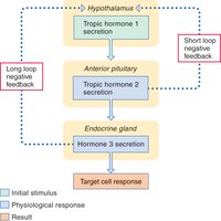 Negative feedback loops in hormone regulation