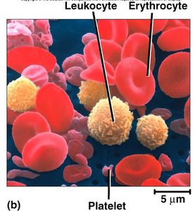 Blood cells: erythrocytes, leukocytes, and platelets