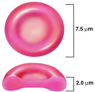 Biconcave shape of erythrocyte