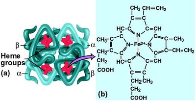 Hemoglobin structure and heme group