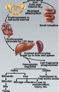 Erythrocyte life cycle and hemoglobin breakdown
