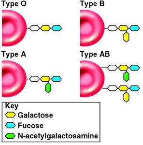 ABO blood group antigens