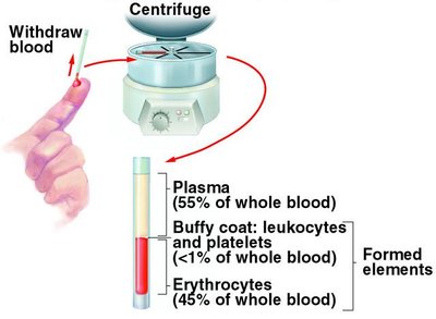 Blood centrifugation showing plasma, buffy coat, and erythrocytes