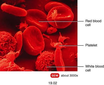 SEM of blood showing red blood cells, white blood cells, and platelets