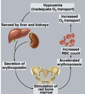 Negative feedback control of erythropoiesis