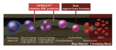 Stages of erythropoiesis and the role of EPO and iron