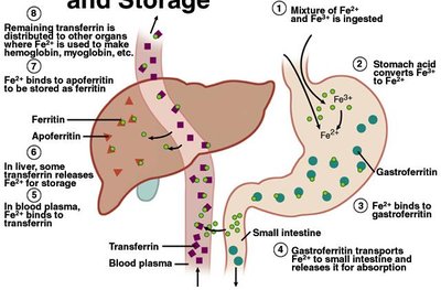 Iron absorption, transport, and storage