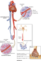 Nervous and Endocrine System Communication Methods