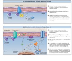 Action of G Protein and Phospholipase C
