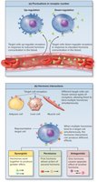 Hormone Interactions
