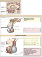 Hypothalamus and Anterior Pituitary