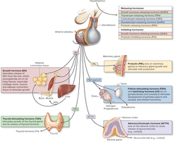 Anterior Pituitary Hormones
