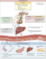 Regulation and Action of Growth Hormone