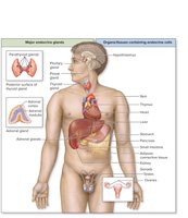 Location of the Major Endocrine Glands, Organs, and Tissues Containing Endocrine Cells