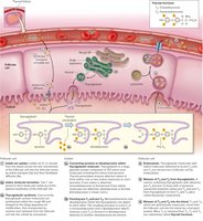 Production of Pre-T3 and Pre-T4 in Colloid