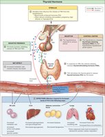 Regulation and Action of Thyroid Hormone