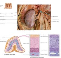 Adrenal Gland Sectional Anatomy and Histology