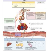 Regulation and Action of Cortisol Hormone