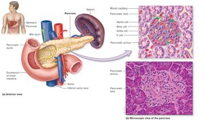 Pancreas