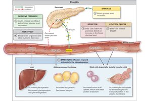 Regulation and Action of Insulin