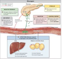 Regulation and Action of Glucagon