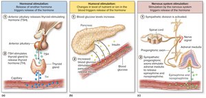 Types of Endocrine Stimulation