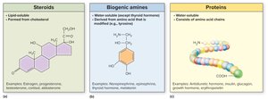 Steroids, Biogenic amines, and Proteins - Hormone Classification