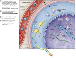 Lipid-Soluble Hormones and Intracellular Receptors