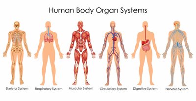 Human Body Organ Systems